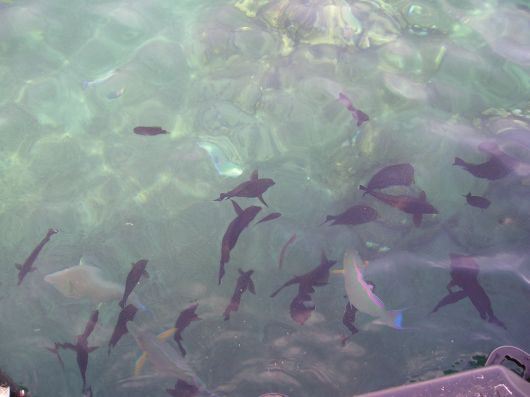 vissen in de rode zee