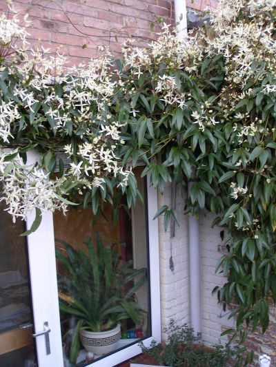 De prachtige clematis bosrank