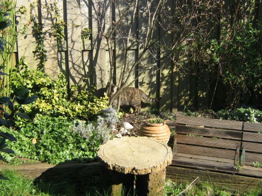maus in de tuin