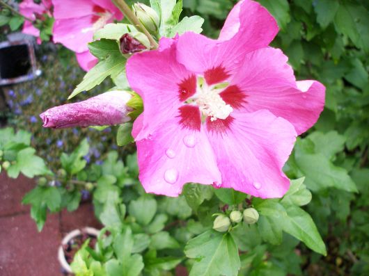 hibiscus
