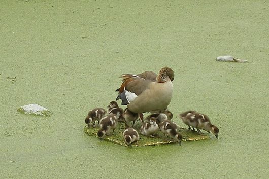 Een nijlgans met d'r jongen