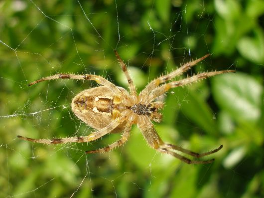 eind augustus in mijn tuin