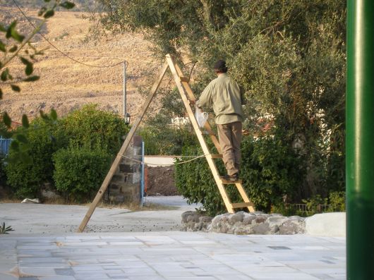 De eigenaar plukt de goeie olijven.