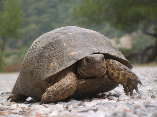 de landschildpad op Dalyan